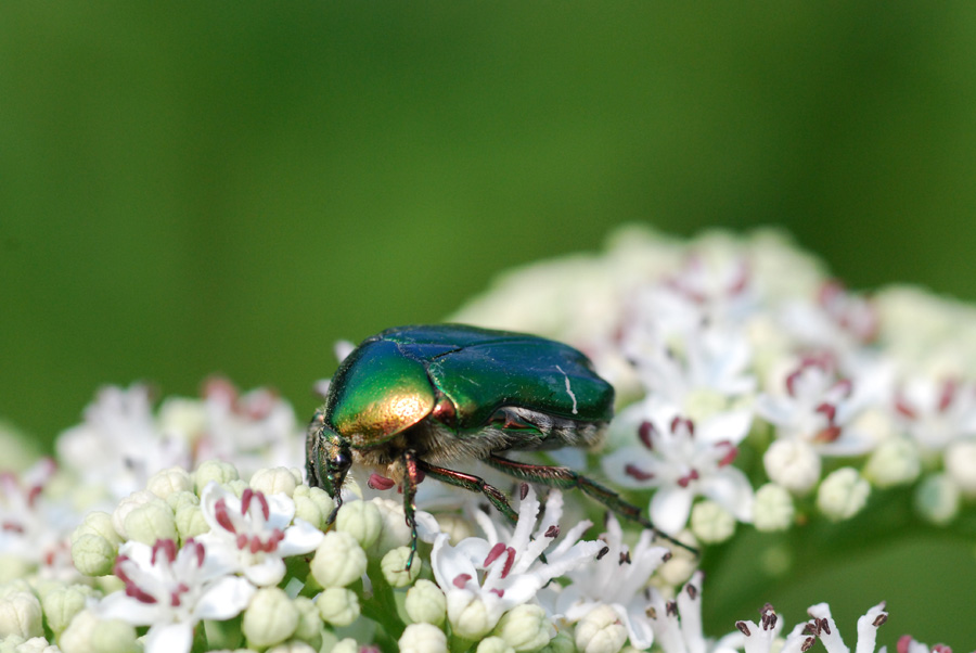 cetonia aurata??